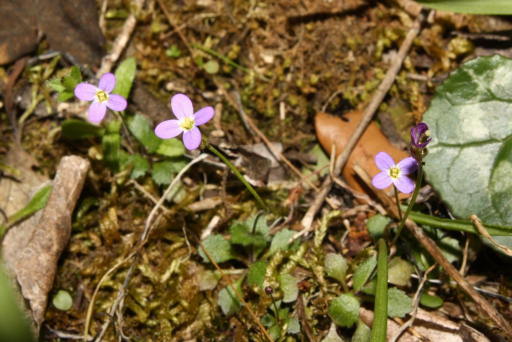 Monte Argentario,  (GR) - Arabis verna